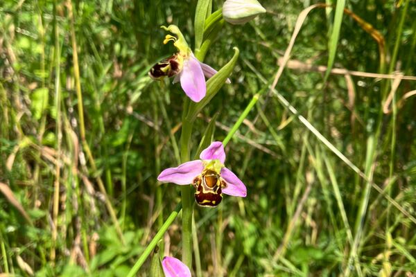 Nahaufnahme Bienen-Ragwurz